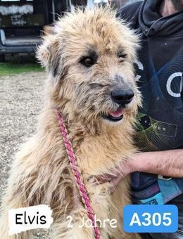 Elvis - ein Superwuschel - Willich