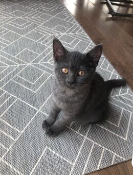 BKH Kitten (weiblich) - Niederzier