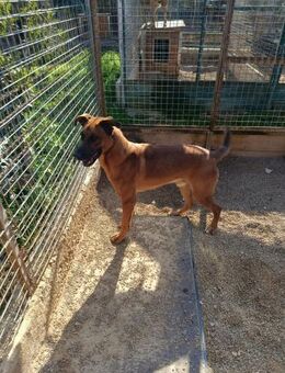 Ginger ein aktiver Malinois Mix Rüde - Lübeck