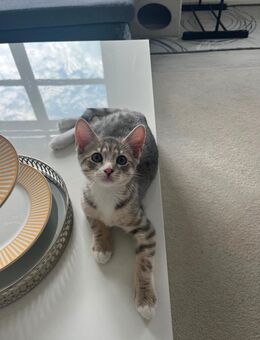 1 kitten zu verkaufen - Köln