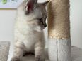 BKH Mix Kitten in 35447