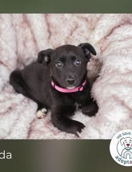 Hilda: Hundekind sucht ein Zuhause - Kirchzell