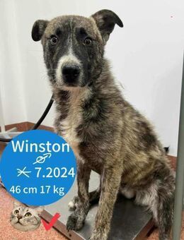 Scheuer Winston sucht geduldige Menschen - Beltheim