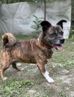 Winzling/ Pici 3 LM - Zarter Rüde - Neustadt (Rübenberge)