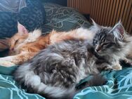Norwegische Waldkatzen Kitten - Konradsreuth