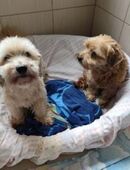 ZORO und AJKO - alles geht nur zusammen in 51491