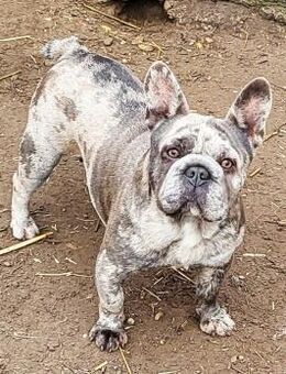 GERTI wartet auf ein warmes zuhause - Wettenberg