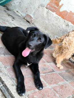 💚 MECHO - VOM PECHVOGEL ZUM GLÜCKSPILZ - Alfeld (Leine)