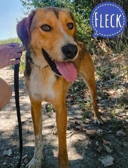 Fleck ein lieber gutmütiger - Mannheim