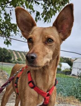 Scarlett sucht Menschen mit etwas Geduld - Laatzen