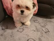 Shih tzu Mix Welpen - Reinfeld (Holstein)