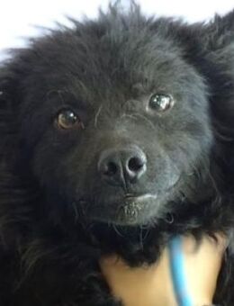 Wer gibt TIMO eine Chance? - Gefrees