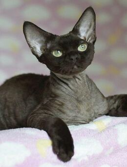 Devon Rex weiblich 6 Monate - Wolmirstedt