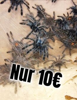 Caribena Versicolor 0.0.200 Deutsche Nachzucht Euskirchen. Nähe Köln - Euskirchen