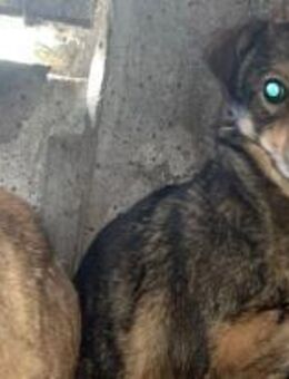 Dusty fühlt sich fehl am Platz 🐾 - Elsdorf (Nordrhein-Westfalen)