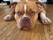 American Bully zu verkaufen - Schwartbuck
