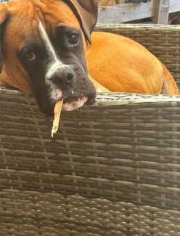Boxer in liebevolle Hände abzugeben - Heeslingen