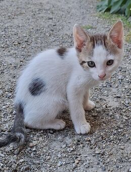 Junge Katzen/Kitten - Konnersreuth