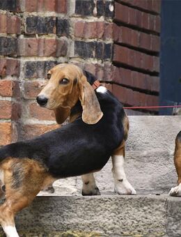 Ich Valdo und mein Bruder Valentin suchen Dich. Wir sind reinrassige Basset Artésien Normand Rüden! - Bienenbüttel