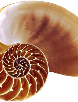 Berufstätige Akademikerin sucht dringend Wohnung in Frankfurt - Frankfurt (Main)