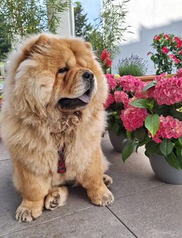 Chow-Chow 16 Monate alt abzugeben - Edingen-Neckarhausen