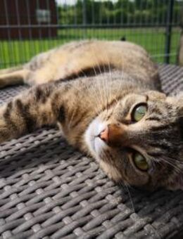 Mandula - süßes Katzenmädchen sucht Dich - Walluf