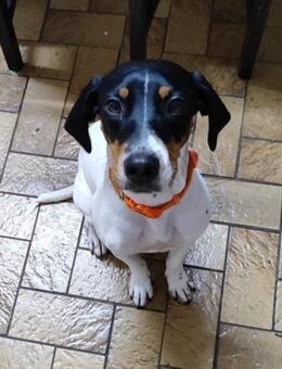 Aida sucht dringend ein neues Zuhause - Laatzen