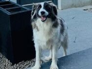 NOTFALL ❣️ treue Seele Maja❣️NOTFALL - Eislingen (Fils)