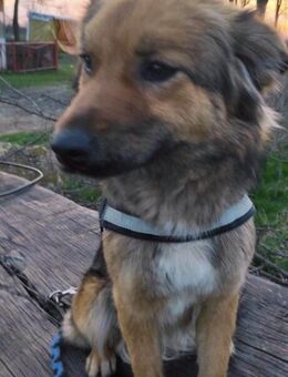 Sanfte Lassie - Tholey