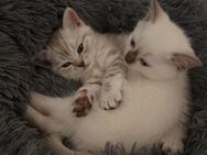 Wunderschöne reinrassige BKH Kitten suchen ein liebevolles Zuhause - Bielefeld Brackwede