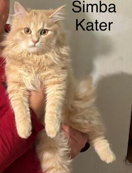 Perser/never, Maskerade - Niedernhausen