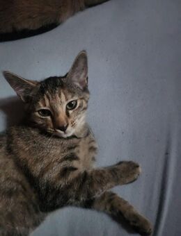Babykatzen - Faulbach
