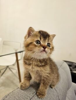 BKH Katze gold W - Berlin