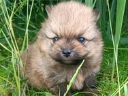 Zuckersüße Pomeranian Zwergspitz Welpen Rüde und Hündin - Legden