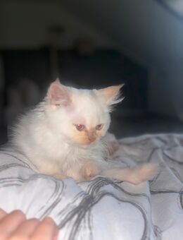Kater sucht liebevolles zuhause - Witten