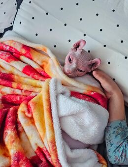 Sphynx-Katze - Dortmund