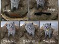 Wunderschöne BKH Kitten in 48683