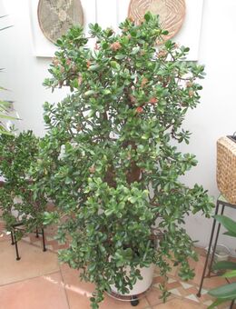 Crassula ovata Geldbaum Pfennigbaum, Affenbrotbaum - Germering