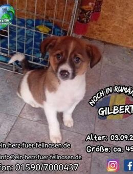 GILBERT (Grape) - irgendwo in Galati.... - Waakirchen