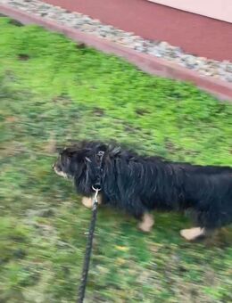 Unser kleiner kleiner Rauhaardackel-Mischling Gandalf ca ,6 -7J alt , lieb und sehr verschmust , ca 30-35 cm groß - Angern