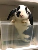 2 Kaninchen als Paar abzugeben in 08523