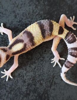 Leopardgecko Männchen Weibchen 2025 - Berlin