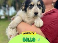 Billy 💙💙💙 ein entzückender Hundebub - Herxheim (Landau)