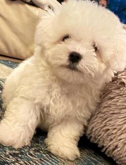 Bichon Frise Welpe mit seidig-weißem Fell - Nußloch