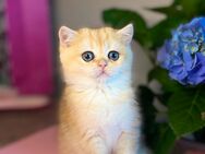 Reinrassige BKH Katze Baby Kitten Stammbaum - Hof
