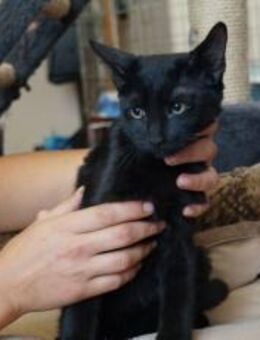 Charmanter Toby bereit für neues Heim - München