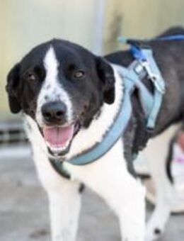 Reah wünscht sich ein Zuhause! - München