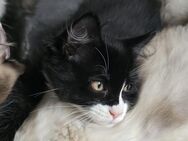 Ragdoll Perser/maincoon mix - Münster (Hessen)