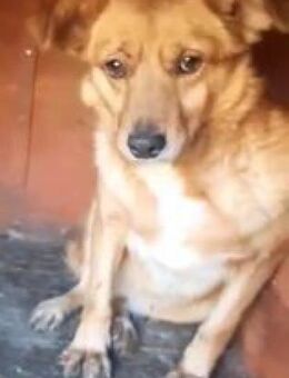 MIA - LANGZEITINSASSE IN DER HUNDEHÖLLE - Alfeld (Leine)