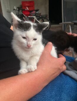 Kitte - verschmuster schwarz-weißer Kater - Hameln